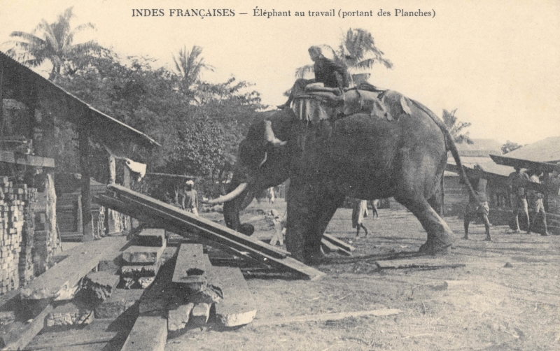 12-23 - Inde francaise - elephant portant des planches